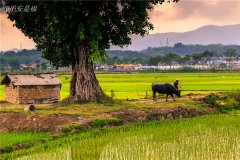 土壤養(yǎng)分速測(cè)儀為植物生長(zhǎng)提供全程解決方案