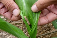 河南大部土壤墑情適宜 秋糧長(zhǎng)勢(shì)總體良好