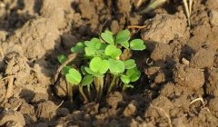 有了物聯網，土壤墑情監測系統才有了“生命”！