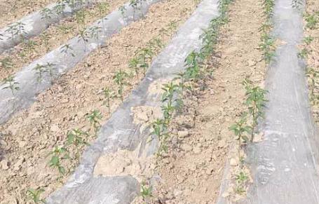 基于無線網(wǎng)絡(luò)的遠(yuǎn)程墑情監(jiān)測系統(tǒng)介紹