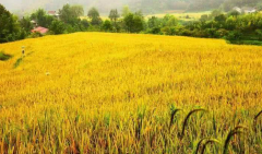 北方墑情適宜利于秋收 南方仍需防范降雨和寒露風(fēng)